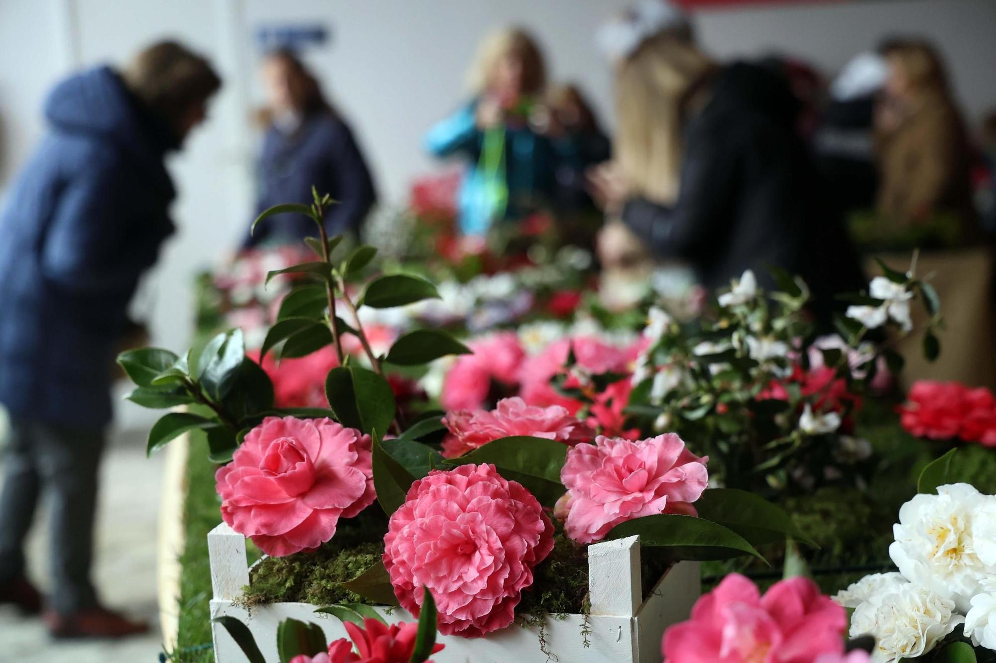 Así fue la 59 exposición internacional de la camelia, en Vilagarcía.