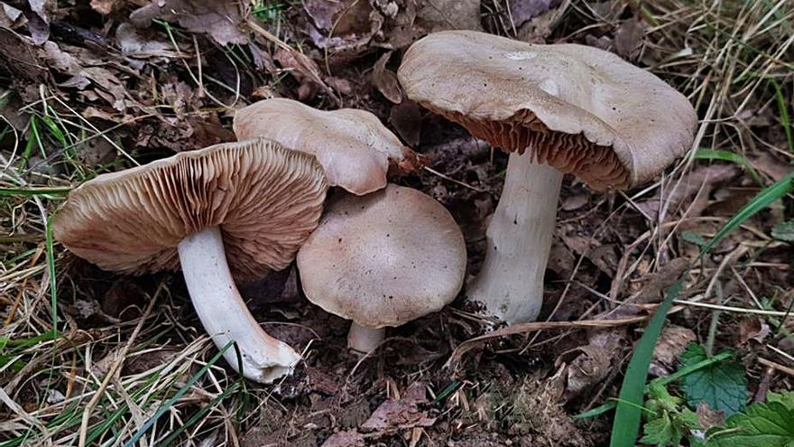 Ejemplares de Entoloma sinuatum, una seta muy tóxica encontrada por la zona de los Valles. | E. P.