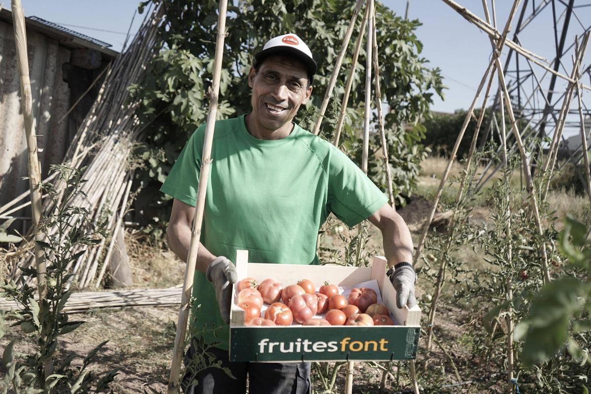 Un hortolà recull els tomàquets en una de les parcel·les dels horts de la Casa Costafreda