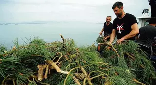 Los "trasmalleiros" de Cambados arrojan al mar cientos de ramas de pino para la cría del choco