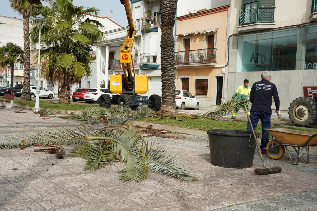 Operarios municipales realizan tareas de poda en la avenida del Pilar.