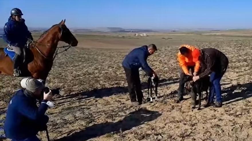 Zamora se queda sin representantes en el Nacional de Galgos: África cae derrotada