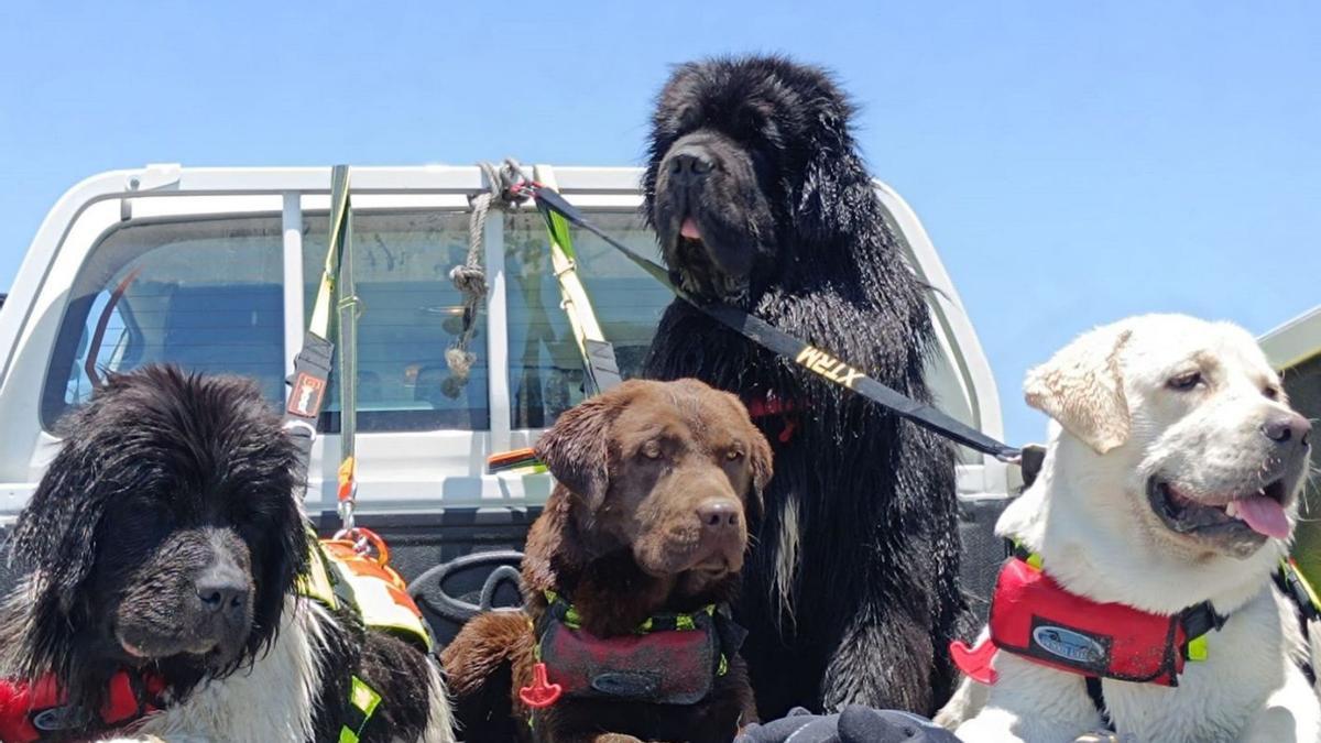 Así trabajan los perros de rescate de las playas de Vélez-Málaga