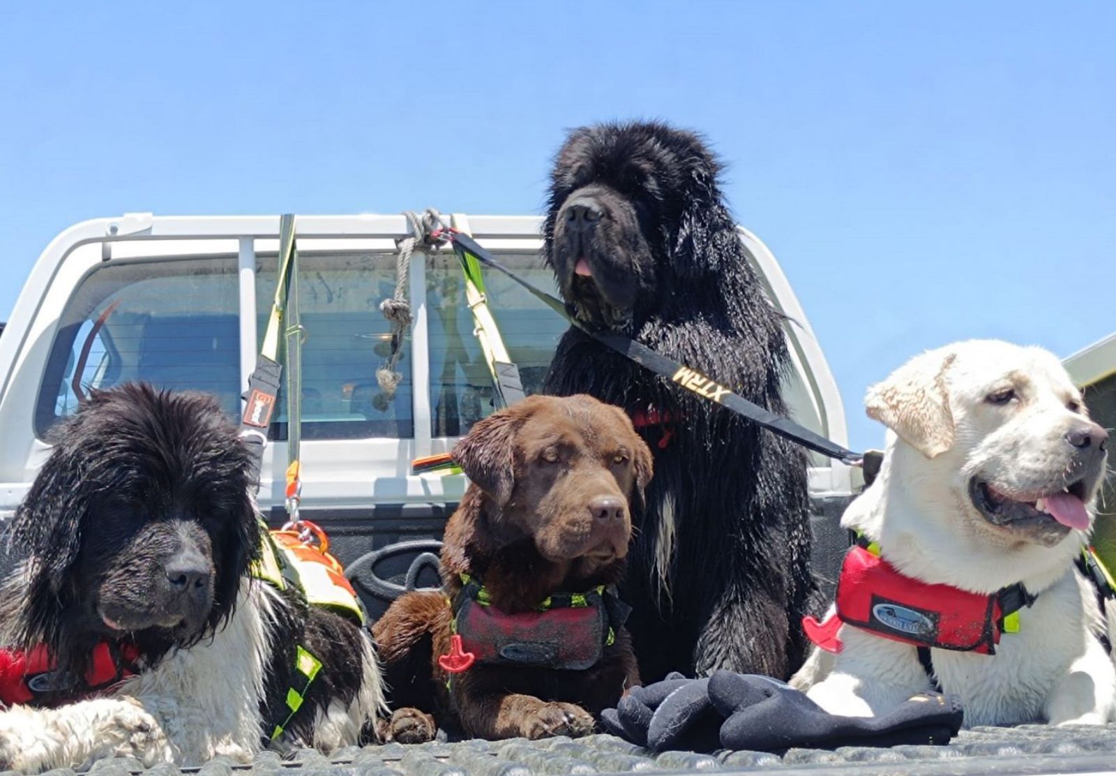 que perros de la patrulla canina son hembras