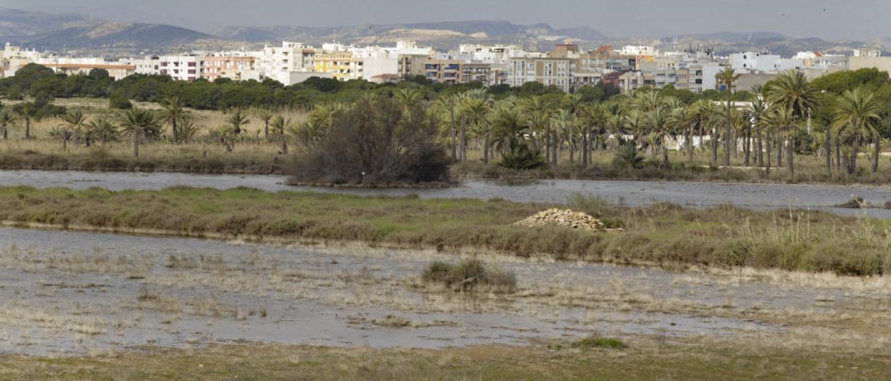 La lámina de agua que permanece estable en el Fondet de la Senieta desde el pasado mes de septiembre.