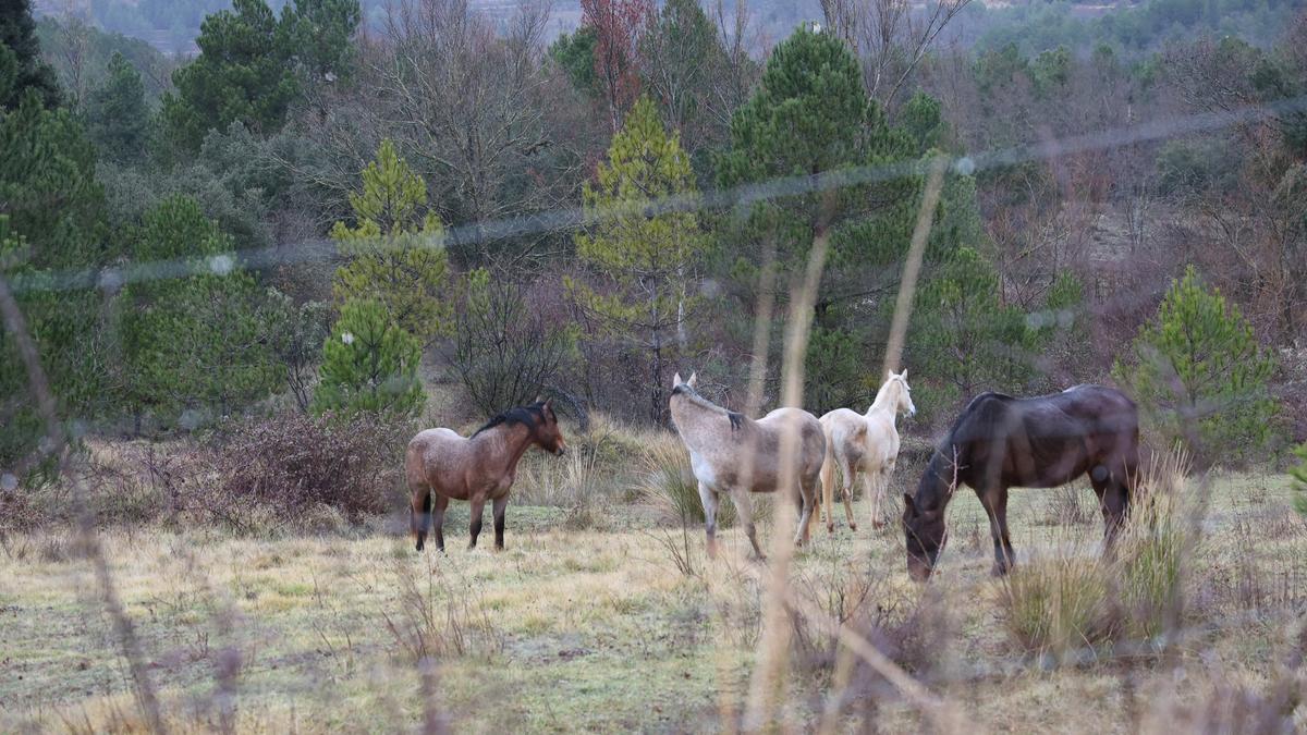 Manada de caballos, ayer, pastando en libertad en la vasta extensión de la masía La Chaparra, ocupada por una secta.