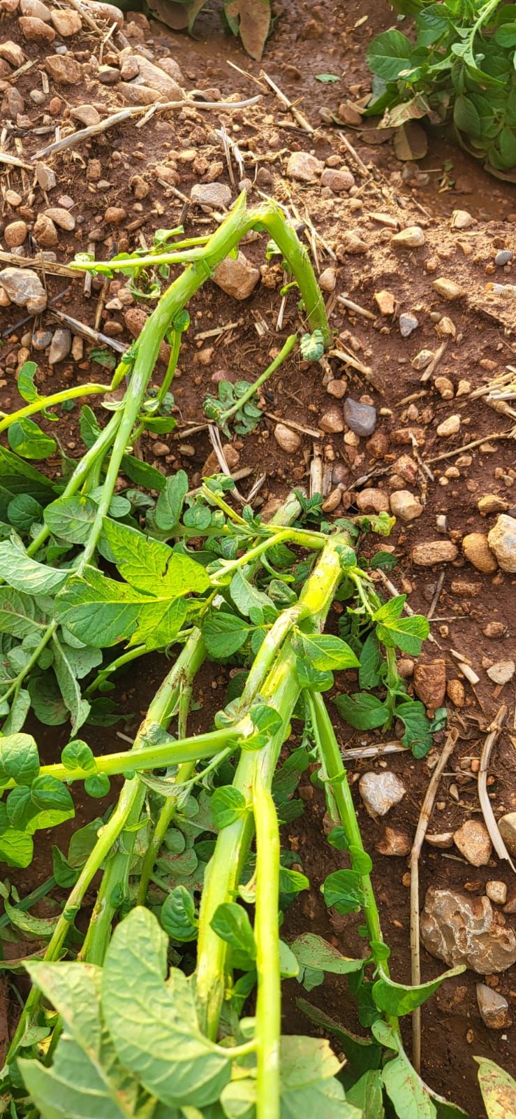Una granizada destroza el cultivo de la patata en sa Pobla