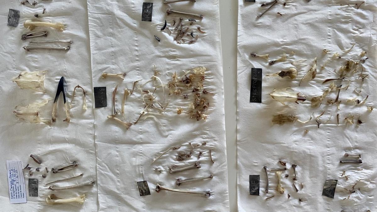 Huesos de aves utilizados en el experimento de 'cocina neandertal'.