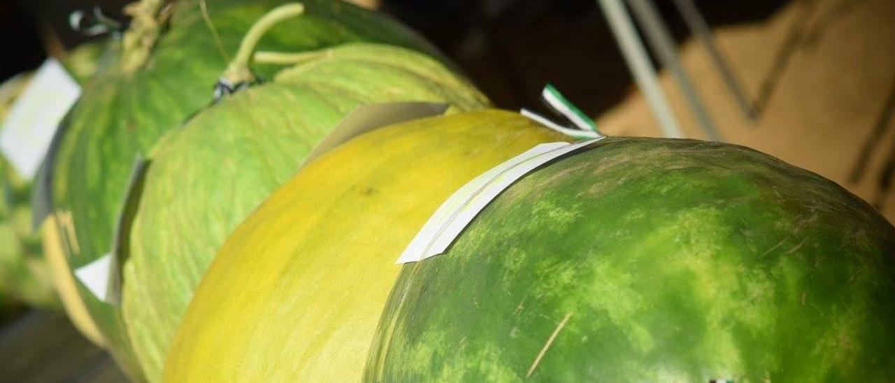 Melones en un concurso anterior