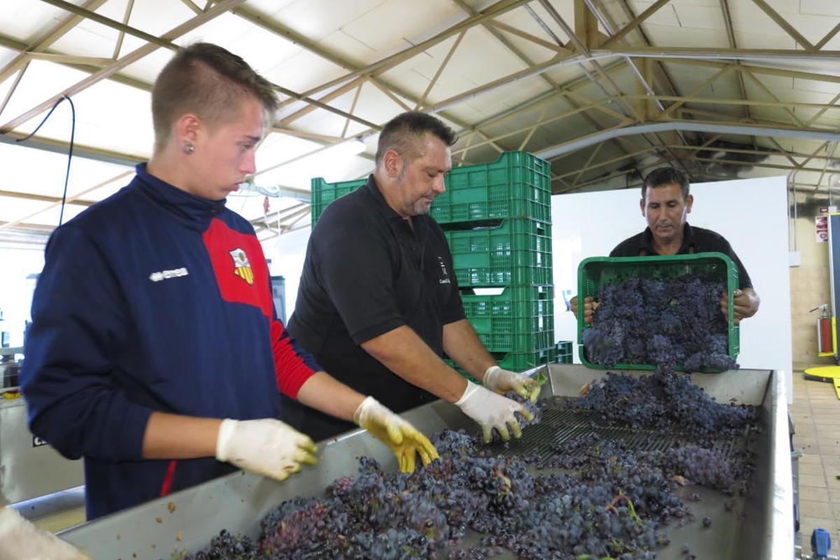 Vendimia en Mallorca en la finca Castell Miquel