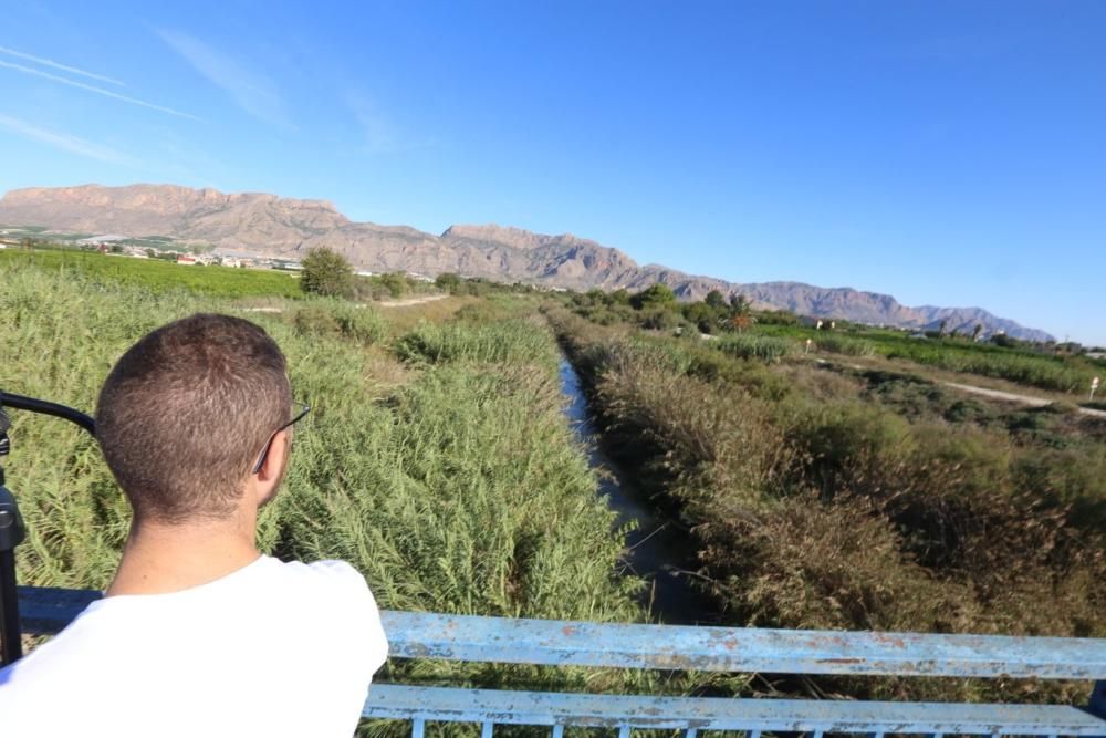 El río Segura repleto de maleza en Orihuela.