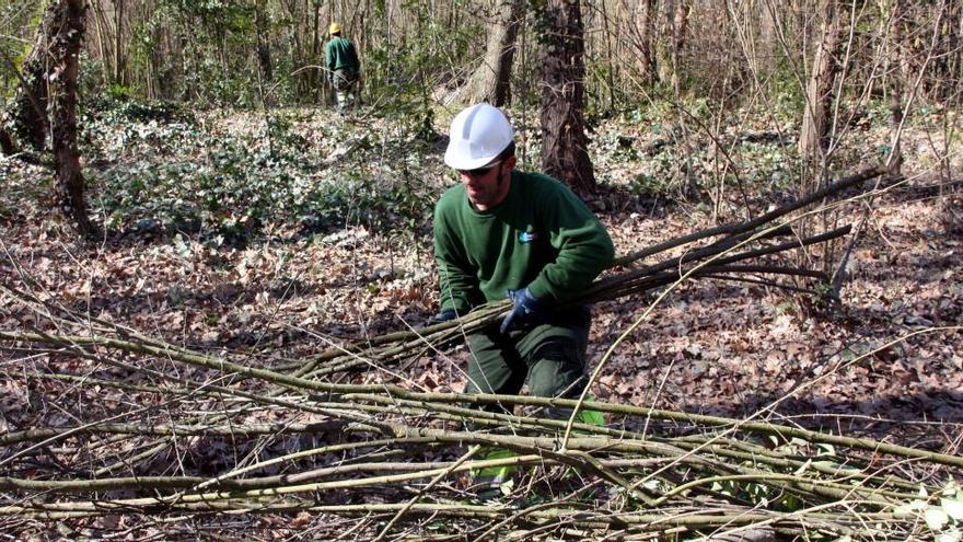 Banyoles recupera 9 hectàrees de boscos inundats per a l&#039;ús ciutadà