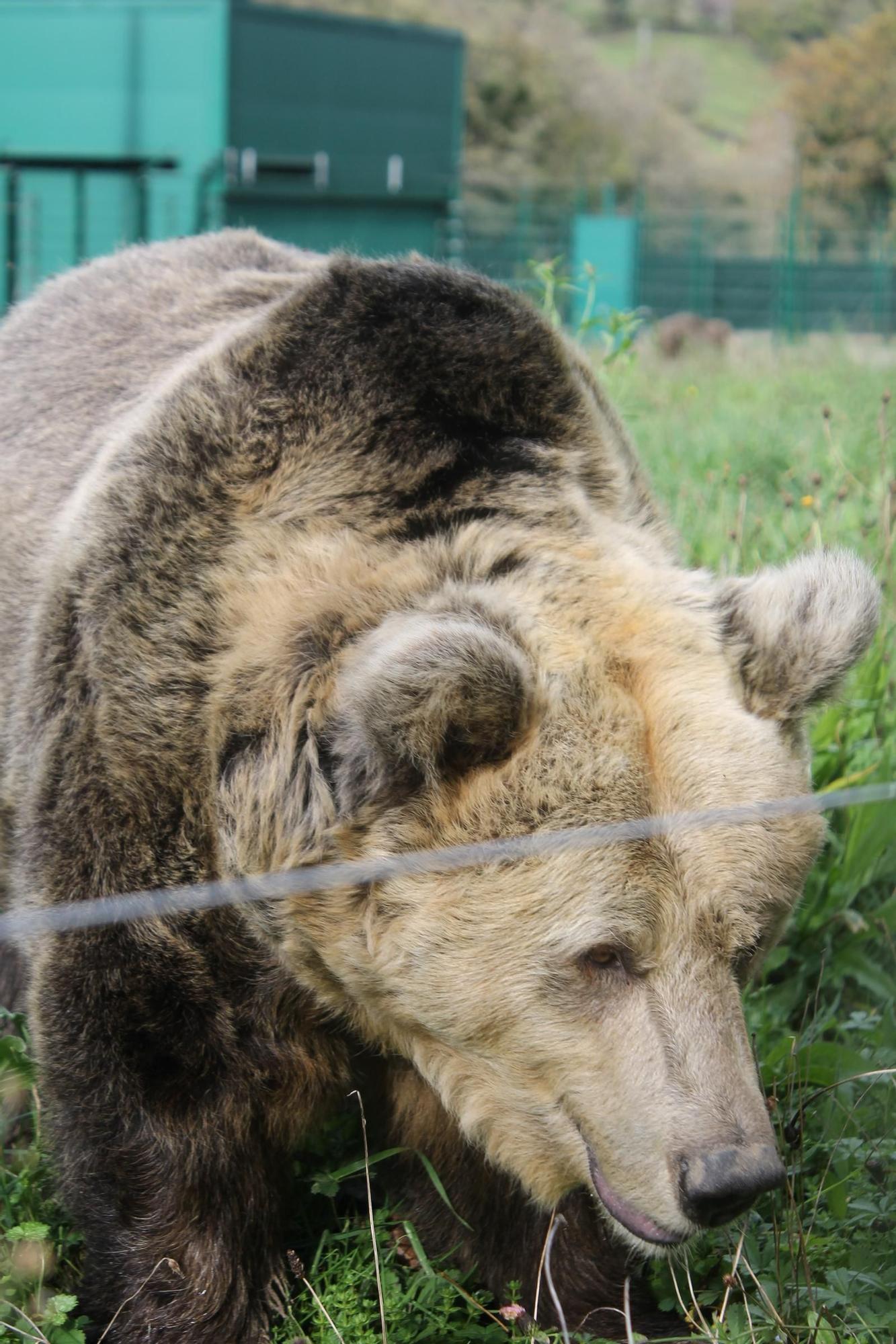 EN IMÁGENES: Así fue la vida de la osa "Paca" en el cercado de los Valles del Trubia