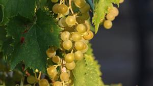 Las uvas son frutas típicas del final de verano y del principio del otoño. La vendimia se realiza en septiembre