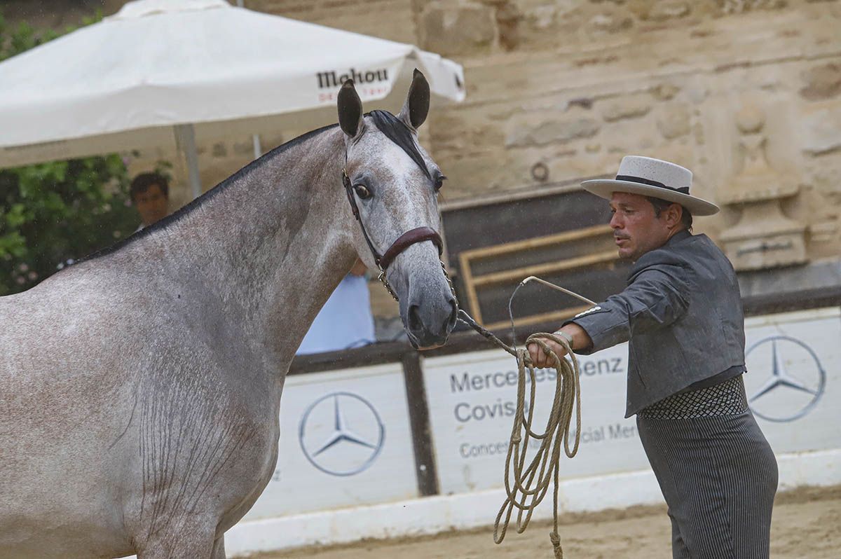 Concurso morfológico en Cabalcor