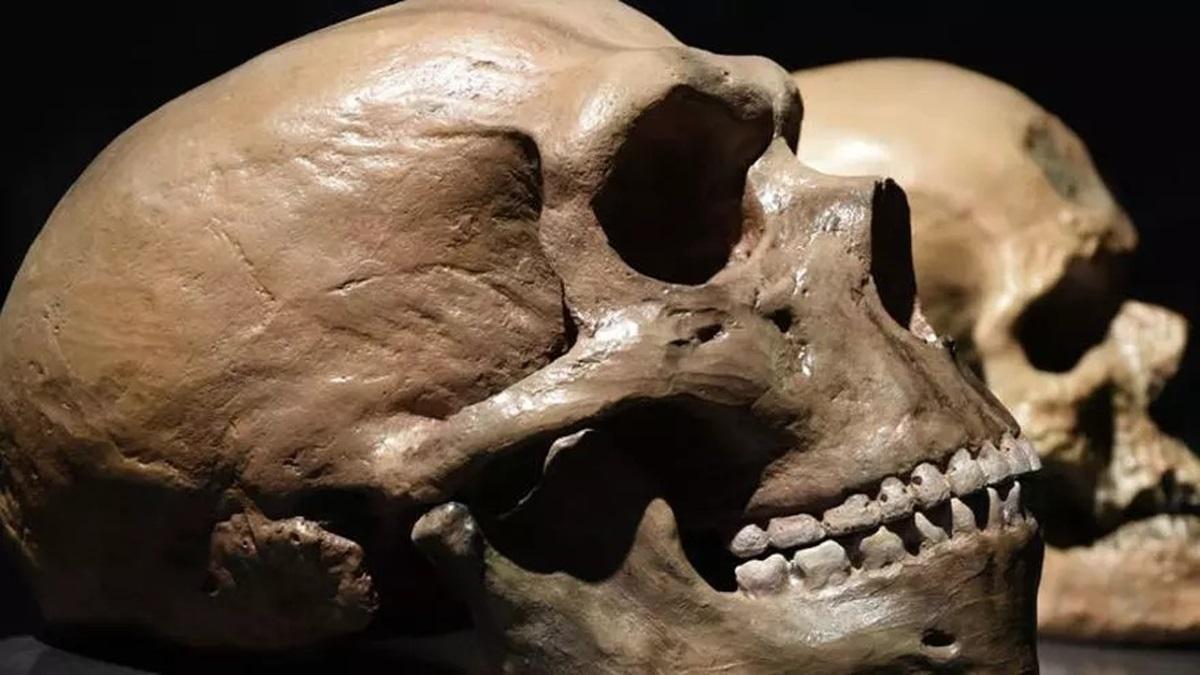 Cráneos de neandertales, en una imagen de archivo.