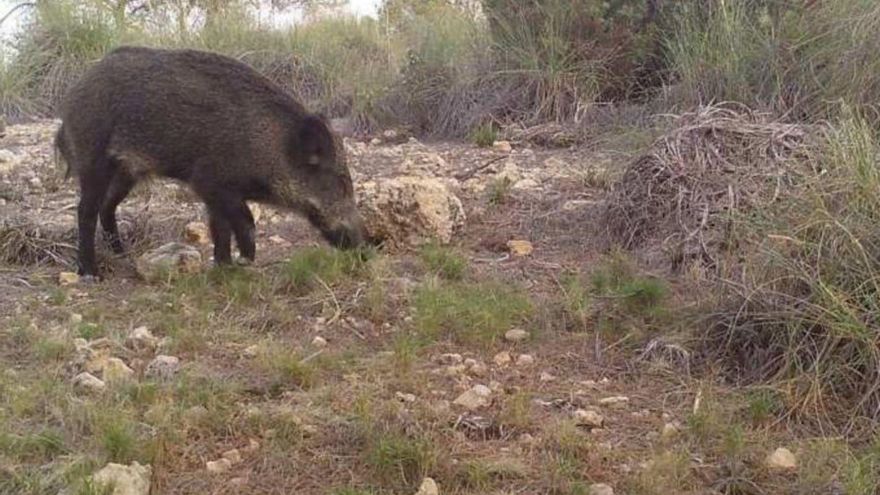 Una cámara capta un jabalí en el Parque Regional de Sierra Espuña.