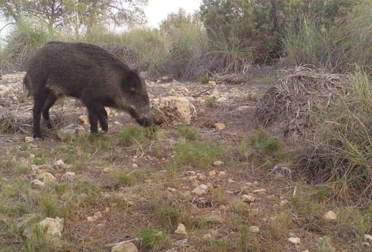 Una cámara capta un jabalí en el Parque Regional de Sierra Espuña. | CARM