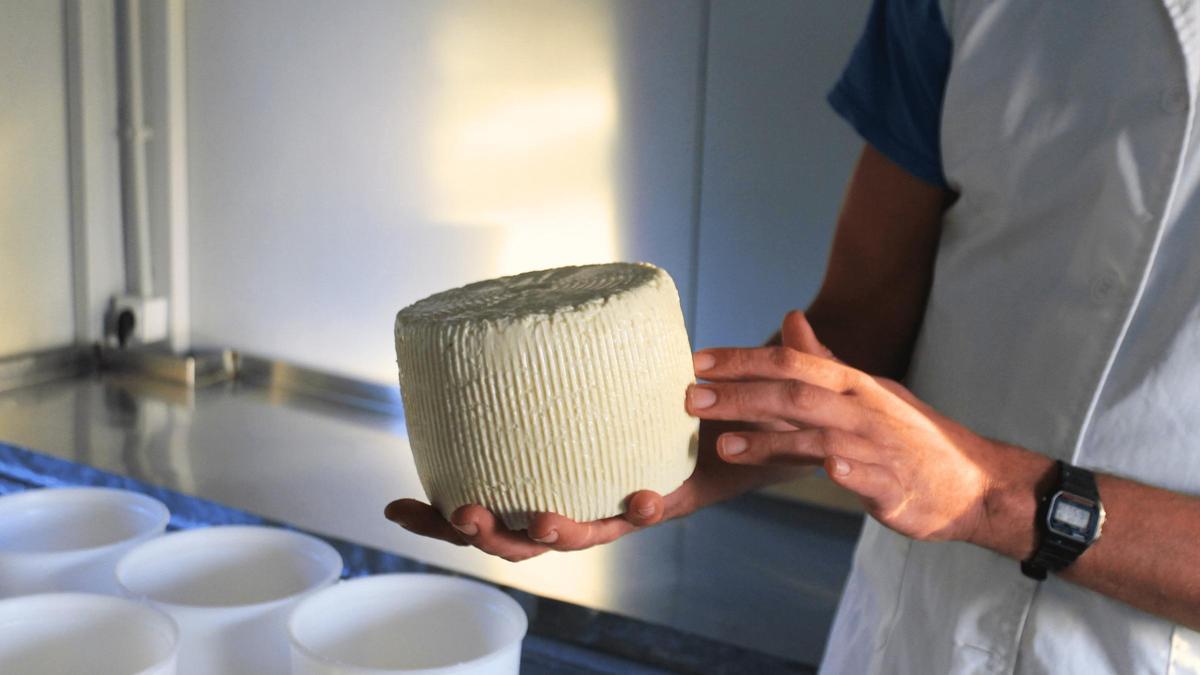 Parpal, queso azul de Es Pinaró de ses monges