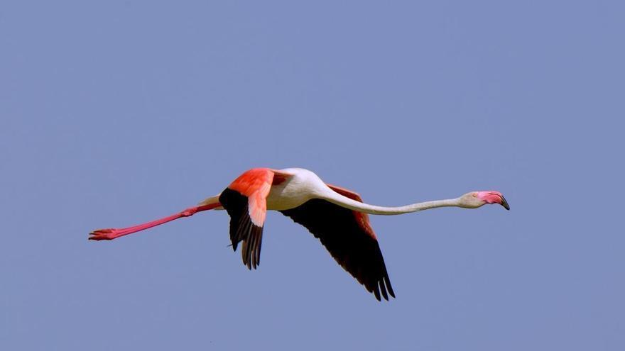 Las aves migratorias llegan a los humedales del Sur de Córdoba
