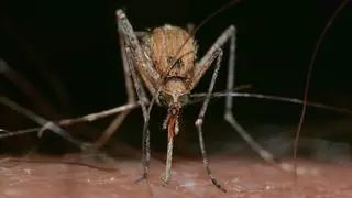 Descubren que el color rojo atrae más a los mosquitos