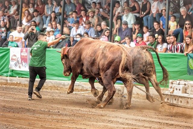 Feria de ganado y procesión por las Fiestas de San Benito en La Laguna, julio 2022