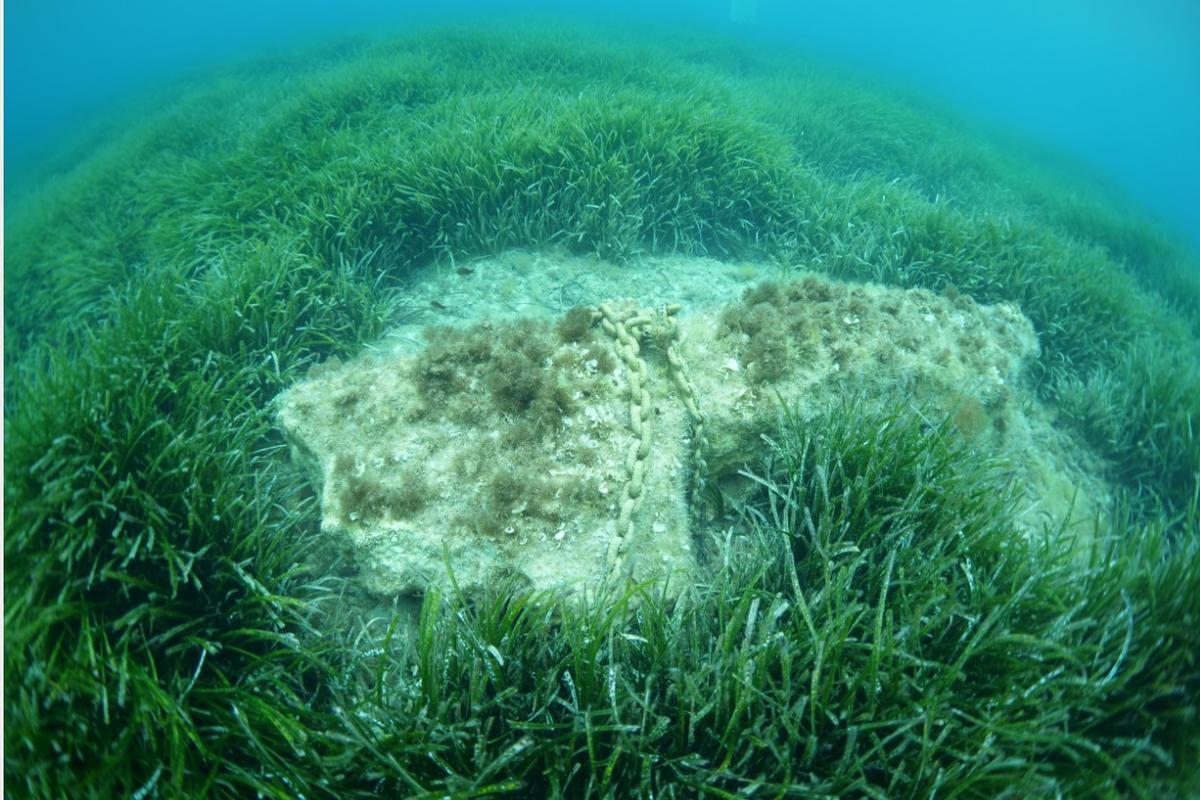 Pradera de posidonia arrasada por un ancla en Ibiza.