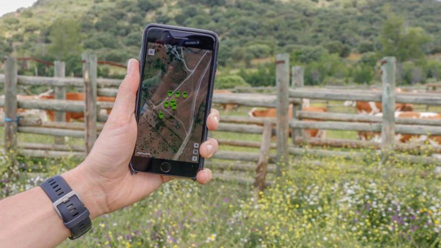 Ejemplo de uso de la geolocalización en ganadería.