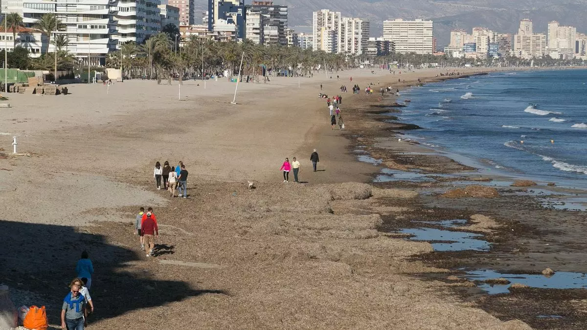 Las masas de posidonia seca en las playas no son un residuo y no deben retirarse, recuerdan los expertos