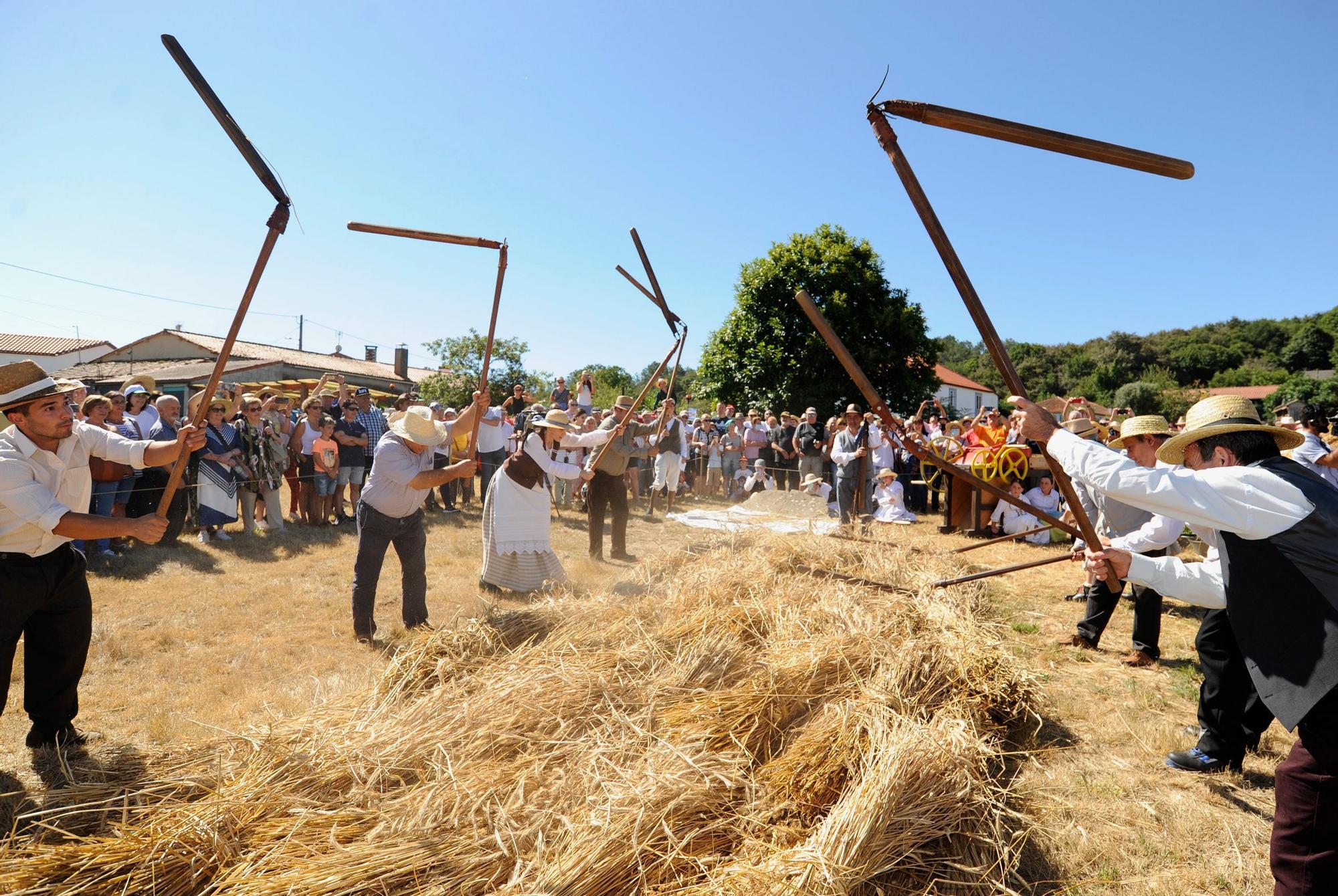 A Festa da Malla