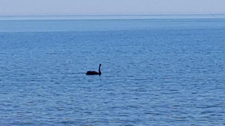 Un cisne negro en la playa de la Misericordia