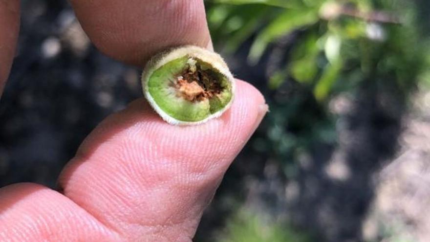 Los agricultores afectados por las bajas temperaturas: &quot;Recoger lo poco que no se ha helado no nos va a salir rentable&quot;