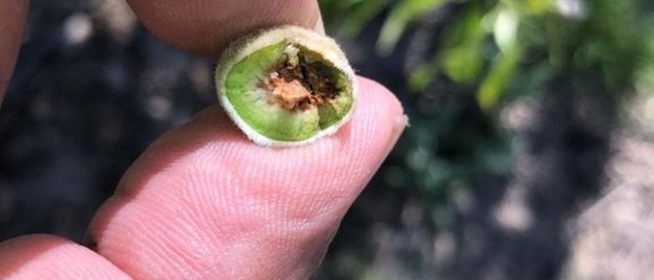 El interior negro indica que la fruta se ha congelado. | SERVICIO ESPECIAL