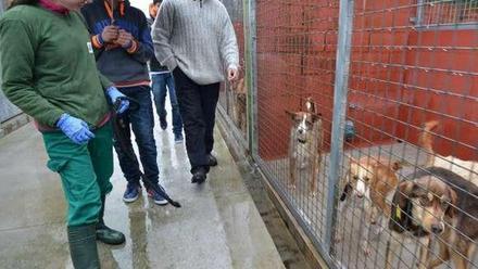 Deza tiene la menor tasa de abandono de perros, con 2 casos por cada mil  vecinos - Faro de Vigo