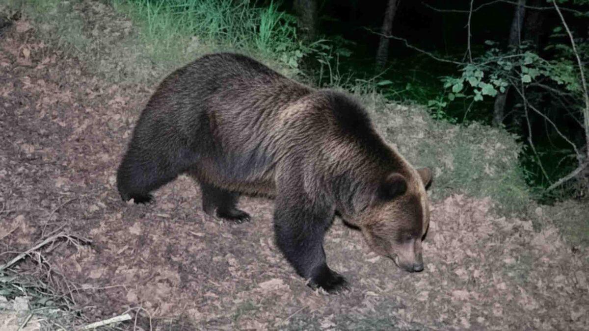 Un oso por Oviedo.