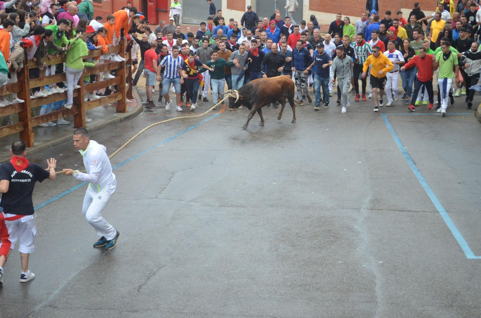 Fiestas del Toro en Benavente: El torito Berrón completa el recorrido en 26 minutos