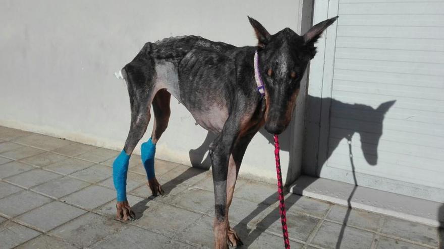 Rescatan a una dobermann al borde de la muerte en Catarroja