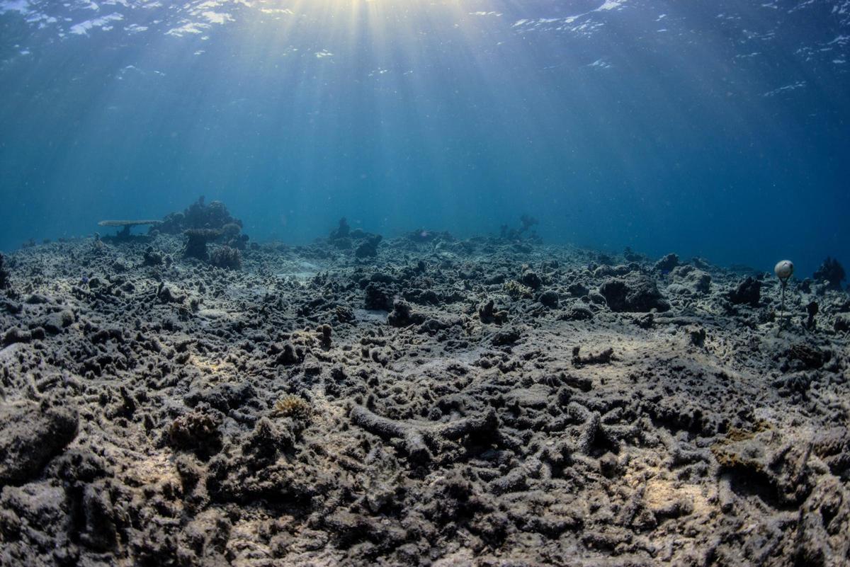 Un arrecife de coral dañado en Sulawesi, Indonesia.