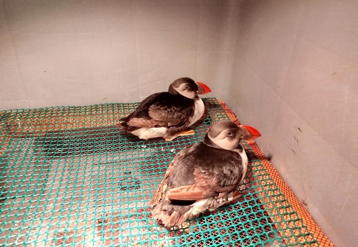 Dos aves, en el centro de Sobrescobio.