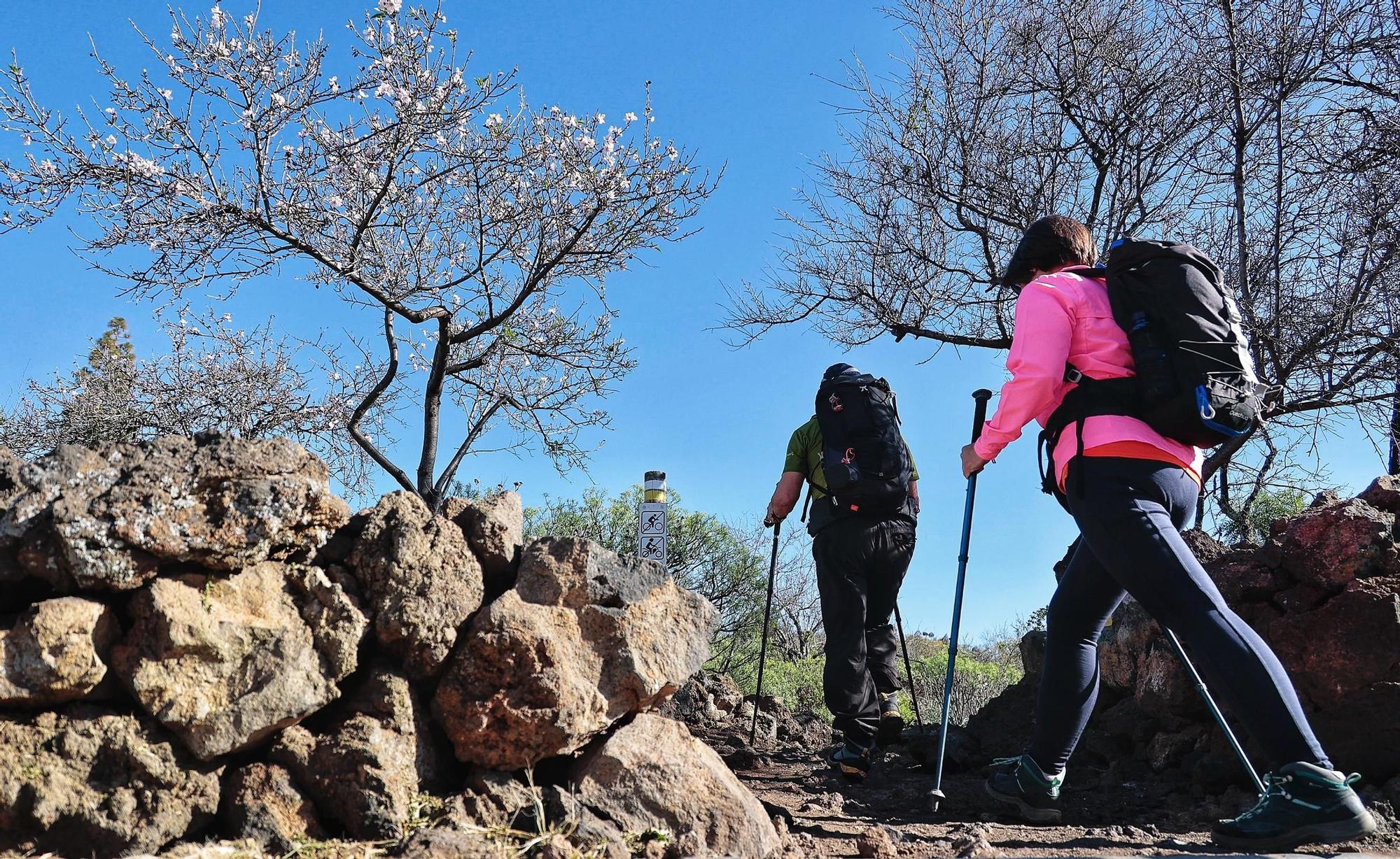 Pateos para ver el almendro en flor