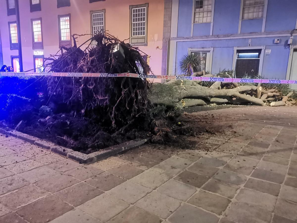 Drago caído en la plaza de la Catedral de La Laguna. Drago caído en la plaza de la Catedral de La Laguna.