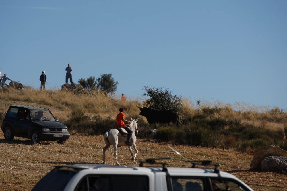 Encierro campero Pereruela