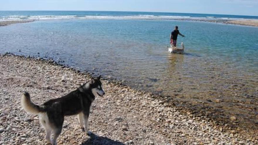 Alcossebre estrena su playa apta para perros - Levante-EMV