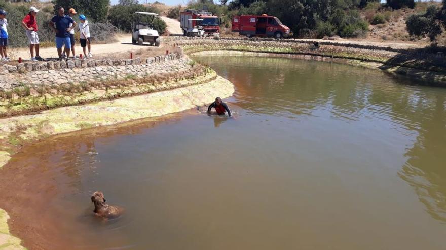 Uno de los perros rescatados.