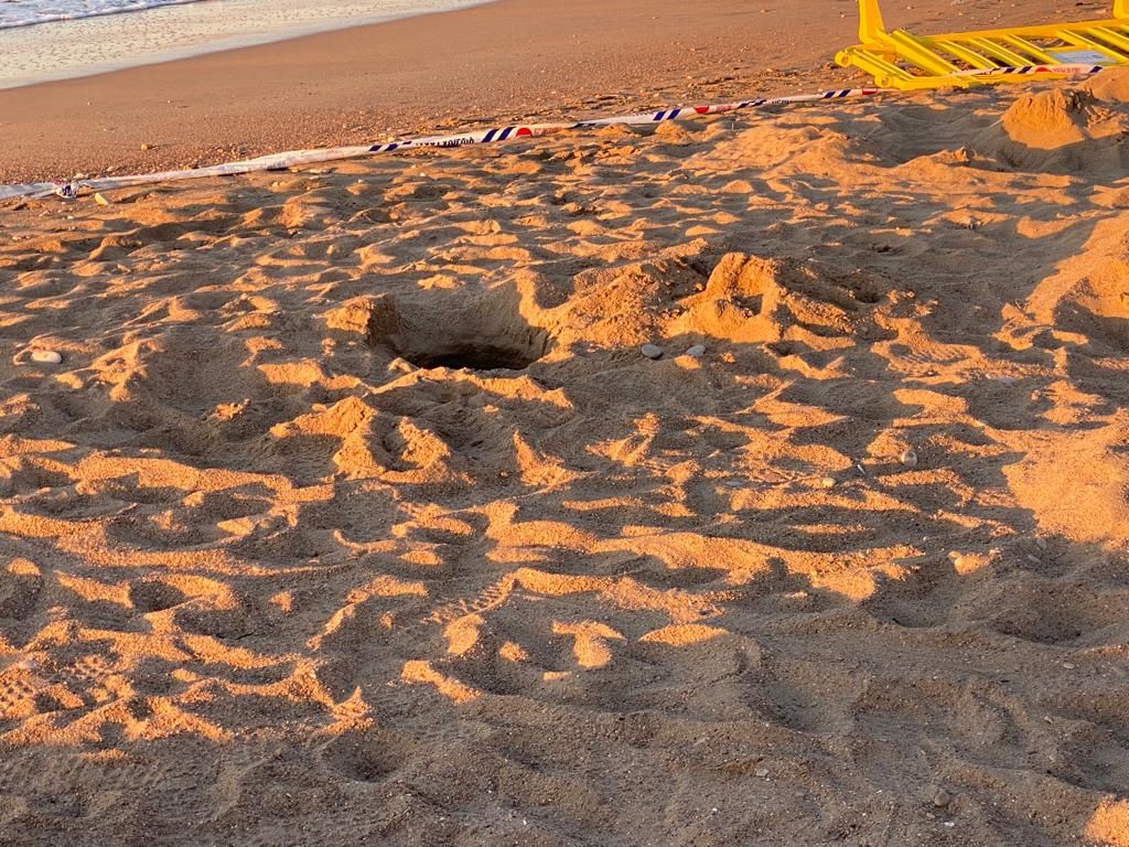 Galería: Una tortuga marina anida en una playa de Vinaròs