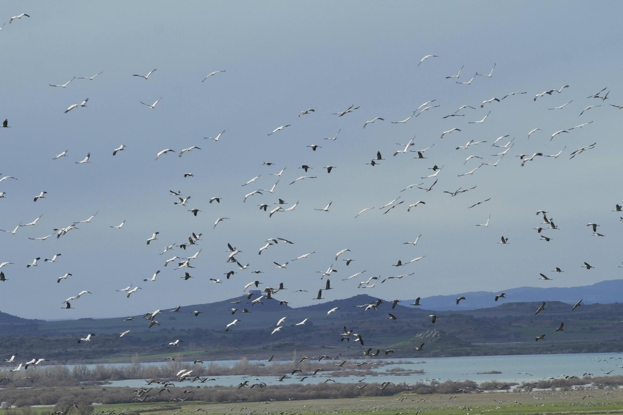25.000 grullas levantan vuelo desde la alberca de Alboré