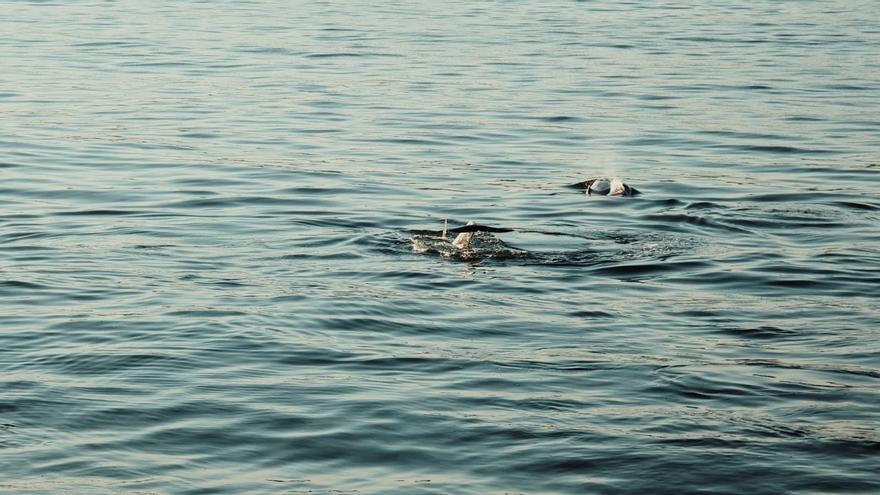 Las ballenas vuelven &quot;de turismo&quot; a la playa de Rodas en Cíes