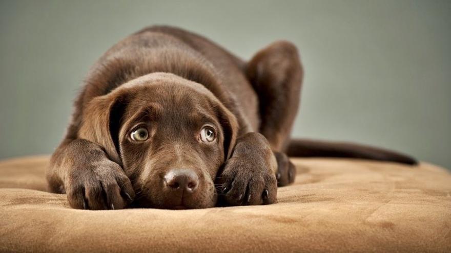 Estos son los perros más miedosos según su raza