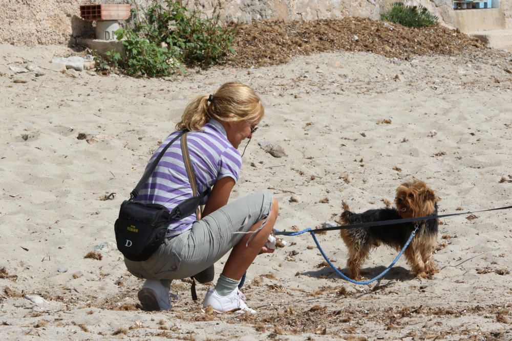 Primera playa abierta para los perros todo el año en Ibiza.