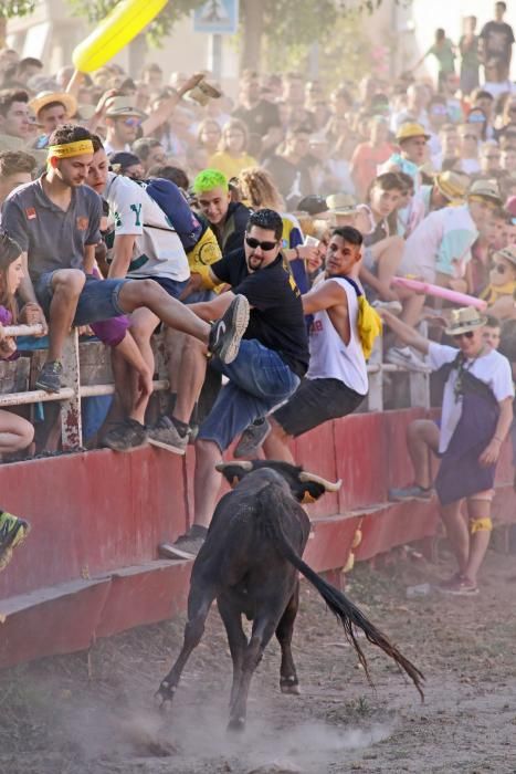 Les vaquetes de Santpedor en imatges